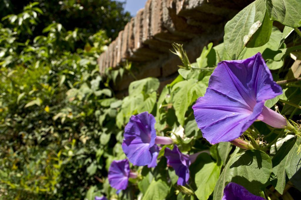 Catorceonce Bed & Breakfast Талька Екстер'єр фото